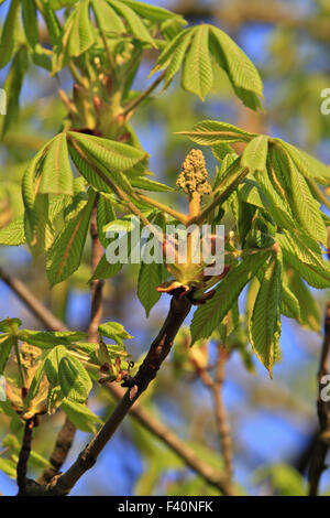 horse chestnut (Aesculus hippocastanum) Stock Photo