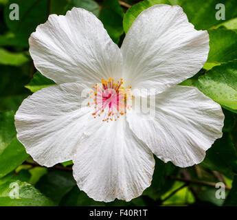 Hibiscus; White Hibiscus; Malvaceae; Kalapaki Bay; Kauai; Hawai'i; USA Stock Photo