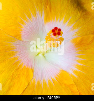 Hawaiian Hibiscus; Yellow Hibiscus; Hibiscus brackenridgei; state flower of Hawaii; pua aloalo; ma'o hau hele; Kalapaki Bay Stock Photo