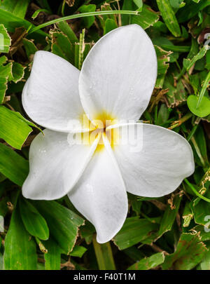 Raindrops; HAWAIIAN FLAG; PLUMERIA ACUMINATA; “Singapore plumeria”; Kalapaki Bay; Kauai; Hawai'i; USA Stock Photo