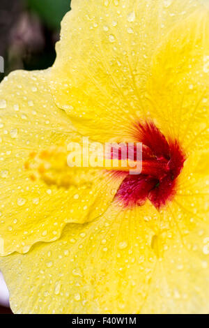 Raindrops; Hawaiian Hibiscus; Yellow Hibiscus; Hibiscus brackenridgei; state flower of Hawaii; pua aloalo; ma'o hau hele Stock Photo