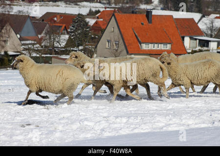 running sheep Stock Photo: 59533824 - Alamy