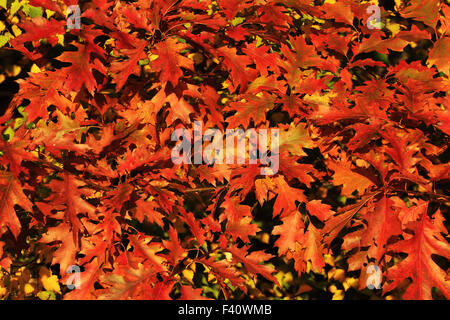 Northern red oak, Quercus rubra Stock Photo