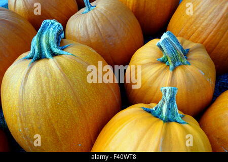 Autumn pumpkin display Stock Photo