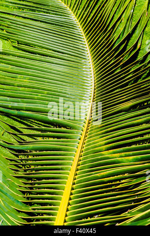 Graphic abstract view of Palm fronds, Kaua’i Marriott Resort; Kalapaki Bay, Kaua'i, Hawaii, USA Stock Photo