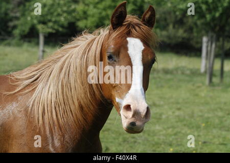 Arabian horse Stock Photo