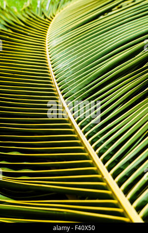 Graphic abstract view of Palm fronds, Kaua’i Marriott Resort; Kalapaki Bay, Kaua'i, Hawaii, USA Stock Photo
