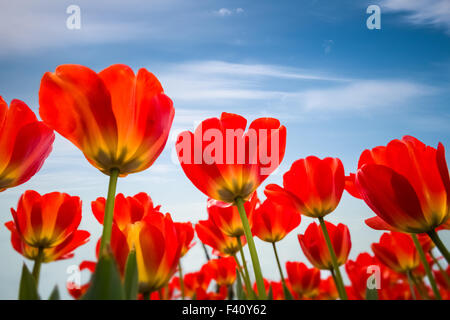 red tulips against a blue sky Stock Photo