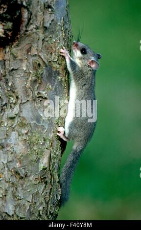dormouse Stock Photo