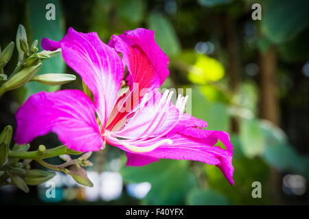 bauhinia flower closeup Stock Photo