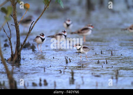 Black-fronted Dotterel (Elseyornis melanops) in Australia Stock Photo