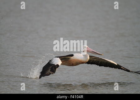Australian pelican (Pelecanus conspicillatus) in Cairns, Australia Stock Photo