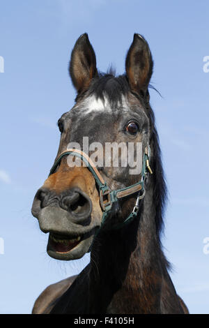 laughing horse Stock Photo