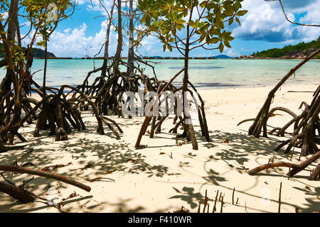 Mangroves at low tide Stock Photo