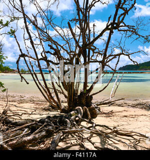 Mangroves at low tide Stock Photo