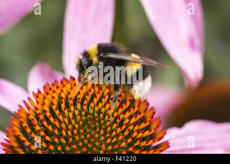 Bombus terrestris, Buff-tailed bumblebee