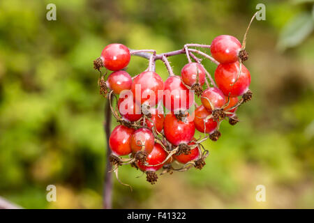 Rosa glauca, Redleaf Rose with rose hips Stock Photo