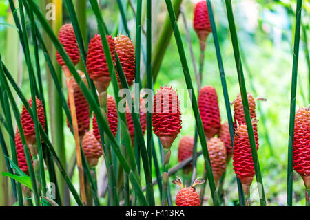 Wildflower, Pink Maracas; Beehive Ginger; Zingiber Spectabile; Zingiberaceae, Hawai'i Tropical Botanical Garden Nature Preserve Stock Photo