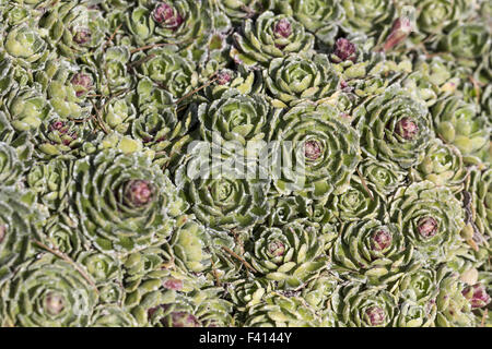 Saxifraga paniculata, White mountain saxifrage Stock Photo