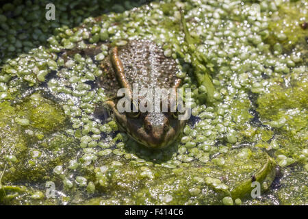 Rana esculanta, Edible frog from Germany Stock Photo