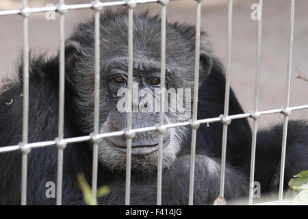 chimpanzee in a cage Stock Photo