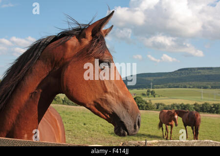 trakehner horse Stock Photo