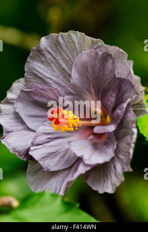 Hibiscus, Hibiscus tiliaceus, Hawai'i Tropical Botanical Garden Nature Preserve; Big Island, Hawaii, USA Stock Photo