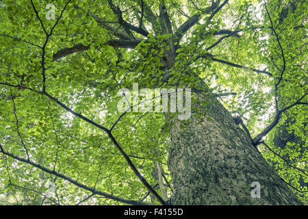 giant ginkgo tree Stock Photo