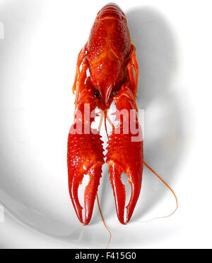 freshwater crayfish red boiled european Austropotamobius pallipes on white Stock Photo