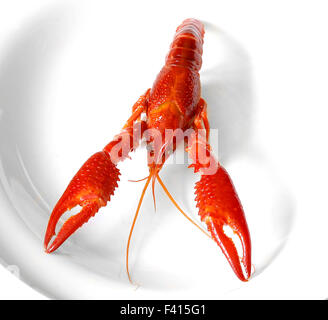 freshwater crayfish red boiled european Austropotamobius pallipes on white Stock Photo