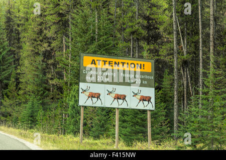 Public safety warning: Caribou crossing in Jasper National Park, Rocky Mountains, Alberta, Canada, North America. Stock Photo