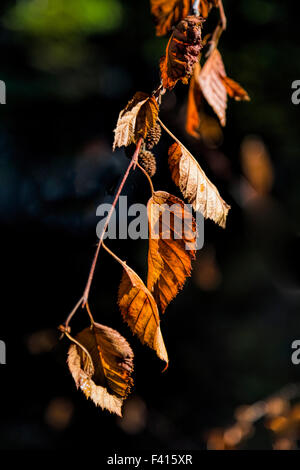 Autumn leaves or fall foliage catching the light of the sun, Wells Gray Provincial Park, British Columbia, Canada, North America Stock Photo