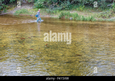 Salmon fishing angler wading in Raft River, famous for its Sockeye salmon, Sockeye or Red Salmon, British Columbia, Canada. Stock Photo