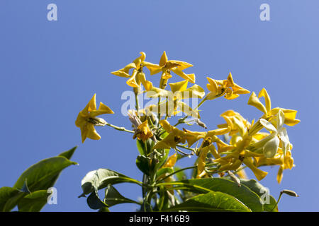 Hymenosporum flavum, Native Frangipani plant Stock Photo