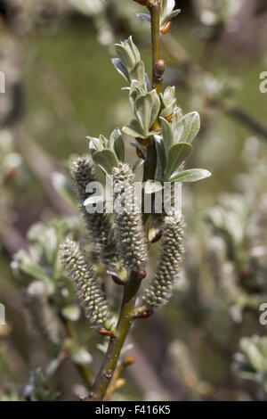 Salix helvetica, Swiss willow Stock Photo