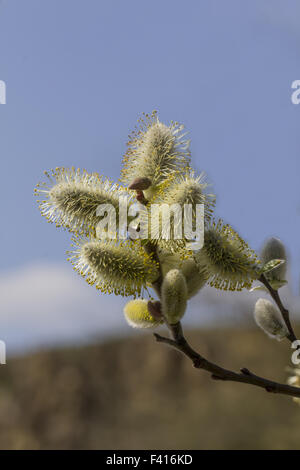 Salix hookeriana, Dune willow, Coastal willow Stock Photo