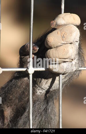 chimpanzee in a cage Stock Photo - Alamy