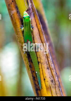 Madagascar day gecko; Phelsuma madagascariensis madagascariensis; Hawai'i Tropical Botanical Garden Nature Preserve; Big Island Stock Photo
