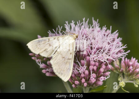 Haritalis ruralis, Mother of Pearl butterfly Stock Photo