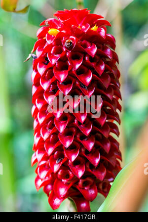 Red Tower Ginger; Spiral Ginger; Costus comosus; Hawai'i Tropical Botanical Garden Nature Preserve; Big Island, Hawaii, USA Stock Photo