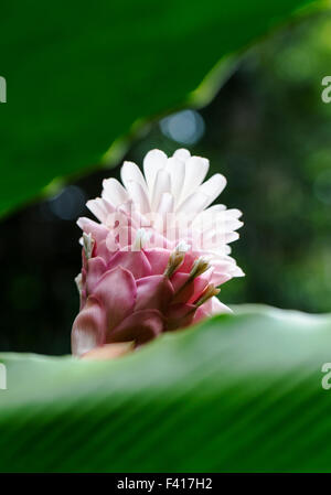 Alpinia purpurata 'Jungle Queen'; Hawai'i Tropical Botanical Garden Nature Preserve; Big Island, Hawaii, USA Stock Photo