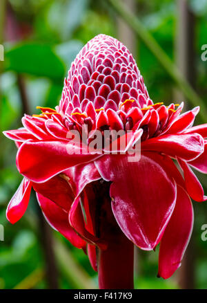 Torch Ginger; Zingiberaceae; Hawai'i Tropical Botanical Garden Nature Preserve; Big Island, Hawaii, USA Stock Photo