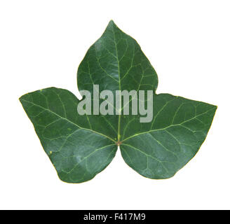 Single ivy leaf. All on white background Stock Photo