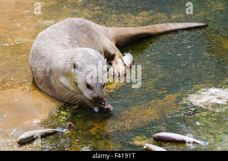 European otter eats fish Stock Photo