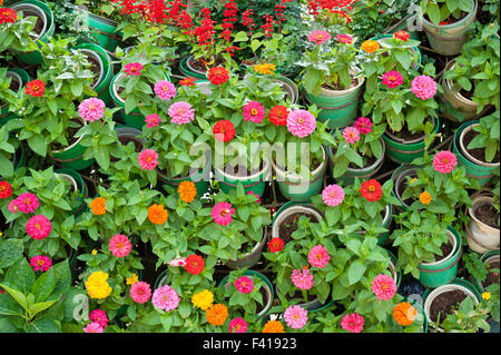 many flower plants in pots Stock Photo