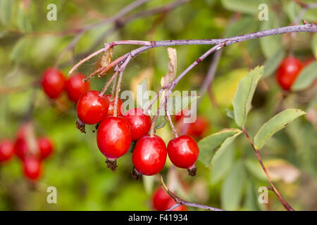Rosa glauca, Redleaf Rose with rose hips Stock Photo