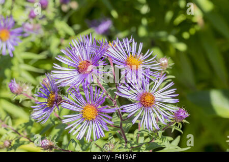 Aster novae-angliae, New England Aster Stock Photo