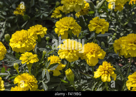 Tagetes patula Nana, French marigold Stock Photo