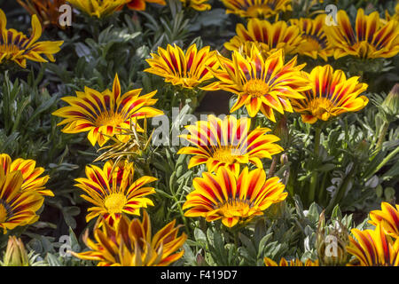 Gazania splendens Kiss Orange Flame Stock Photo