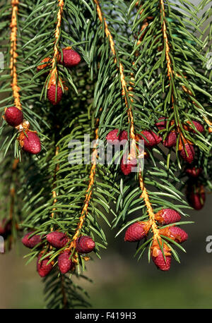 spruce; blossom; conifer; Stock Photo